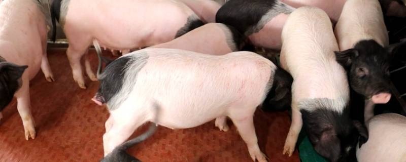 一家五口多久能吃完一头猪