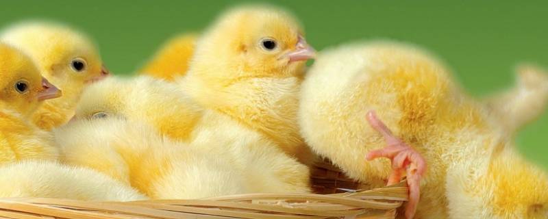 小鸡是什么意思