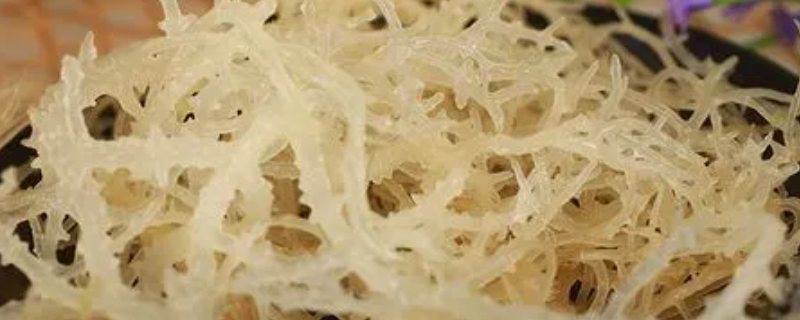 新疆有鹿角菜吗