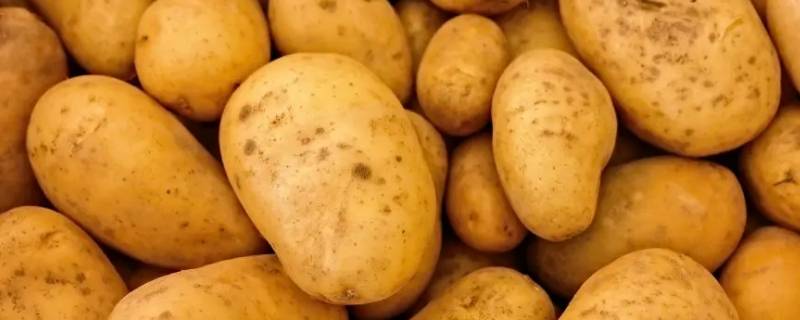 土豆耙了就熟了吗