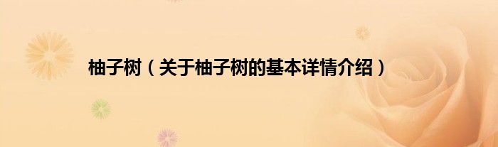 柚子树（关于柚子树的基本详情介绍）