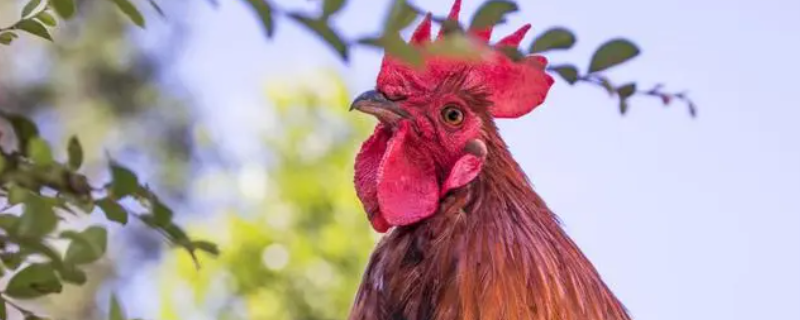 蓝天飞虹打一生肖